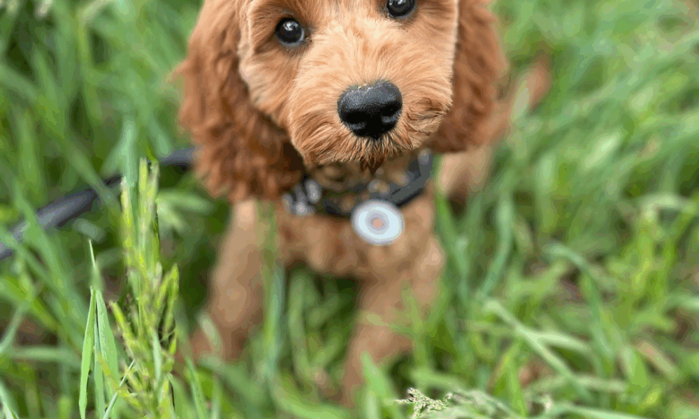 Katthorstpark Hundewiese