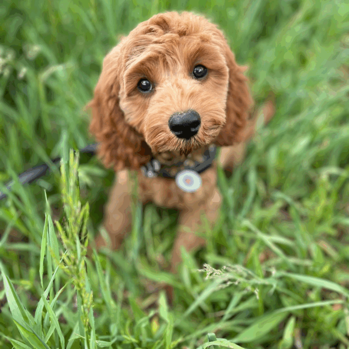 Katthorstpark Hundewiese