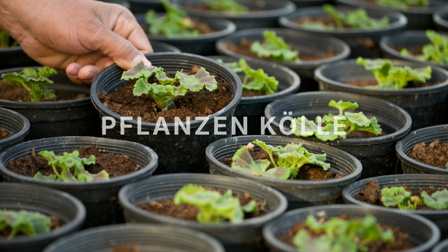 pflanzen Kölle